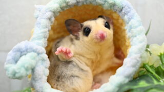フクロモモンガ/モザイクhetプラチナ