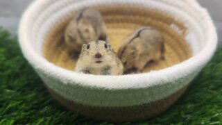 ステップレミング