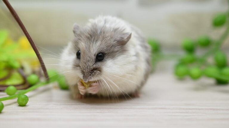 キャンベルハムスター