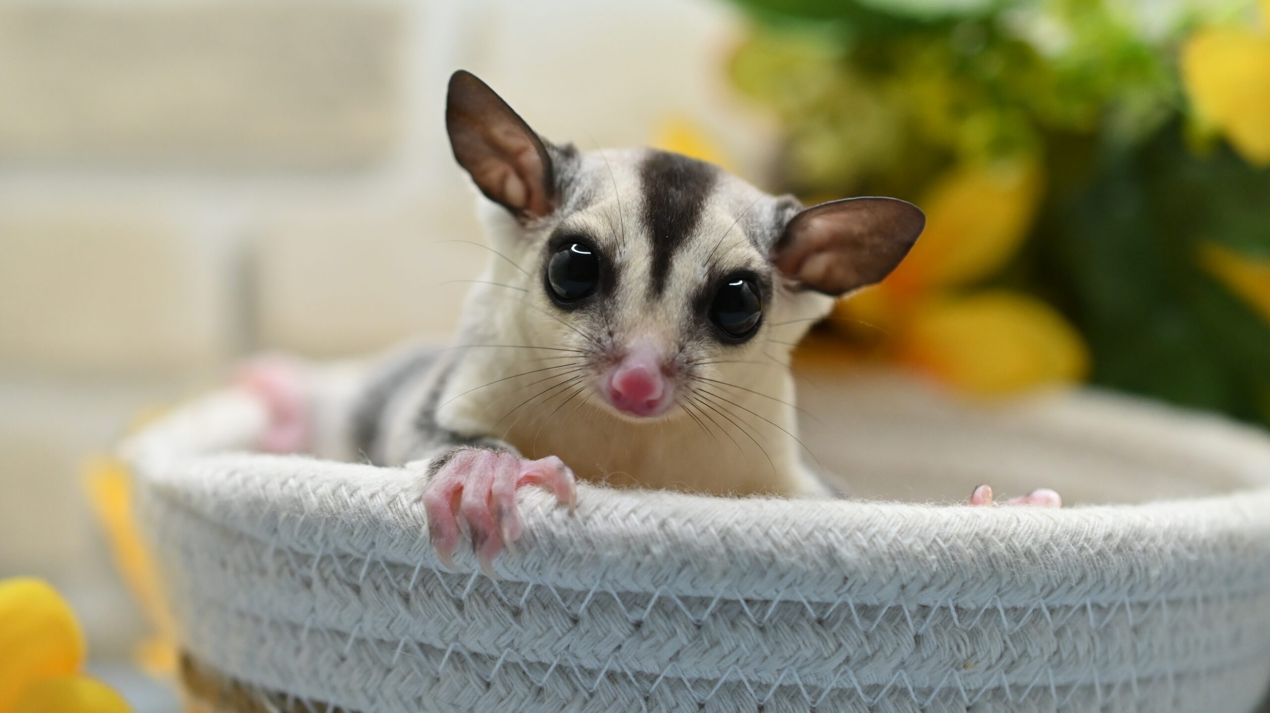 フクロモモンガ
