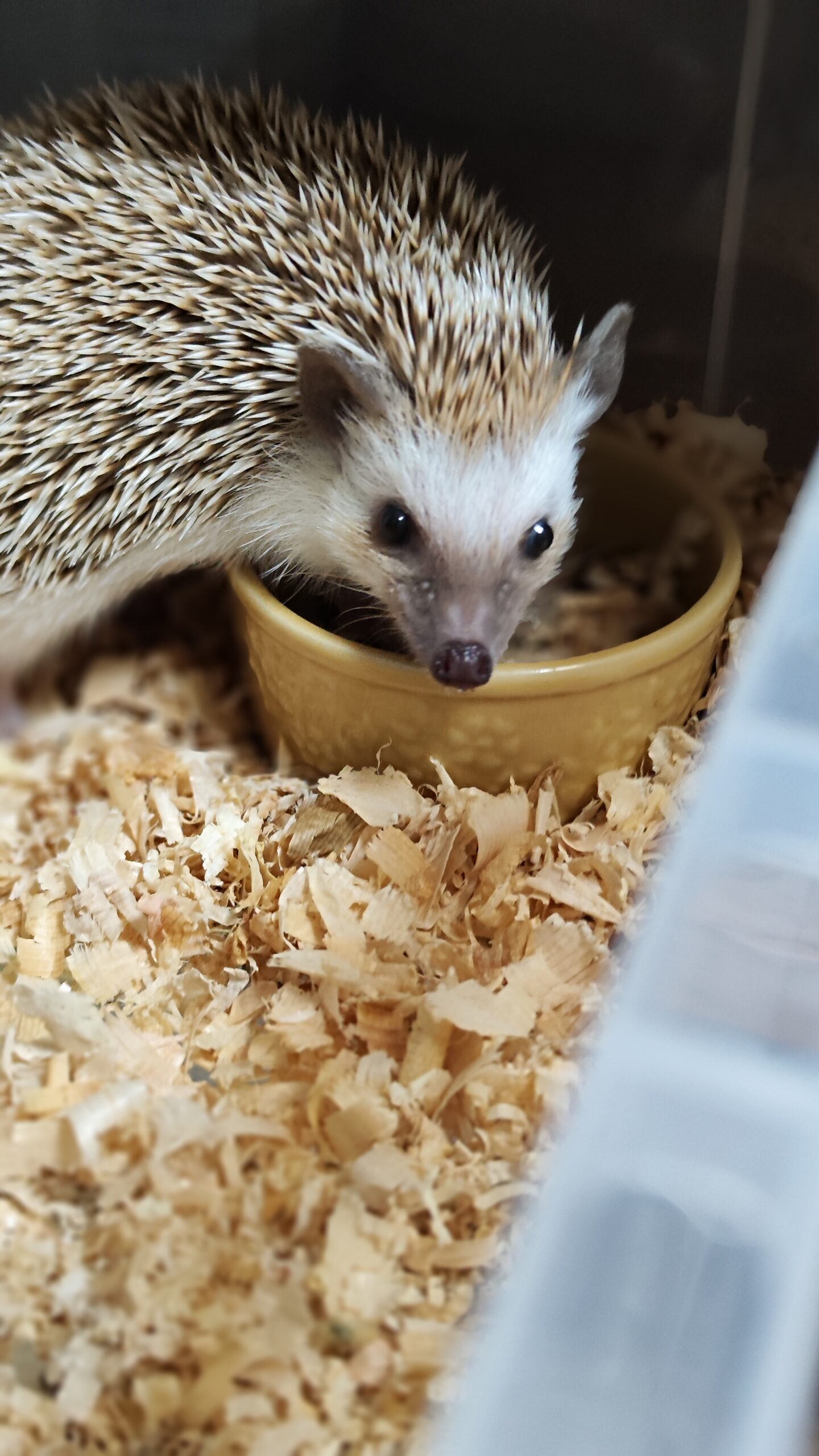 ヨツユビハリネズミ