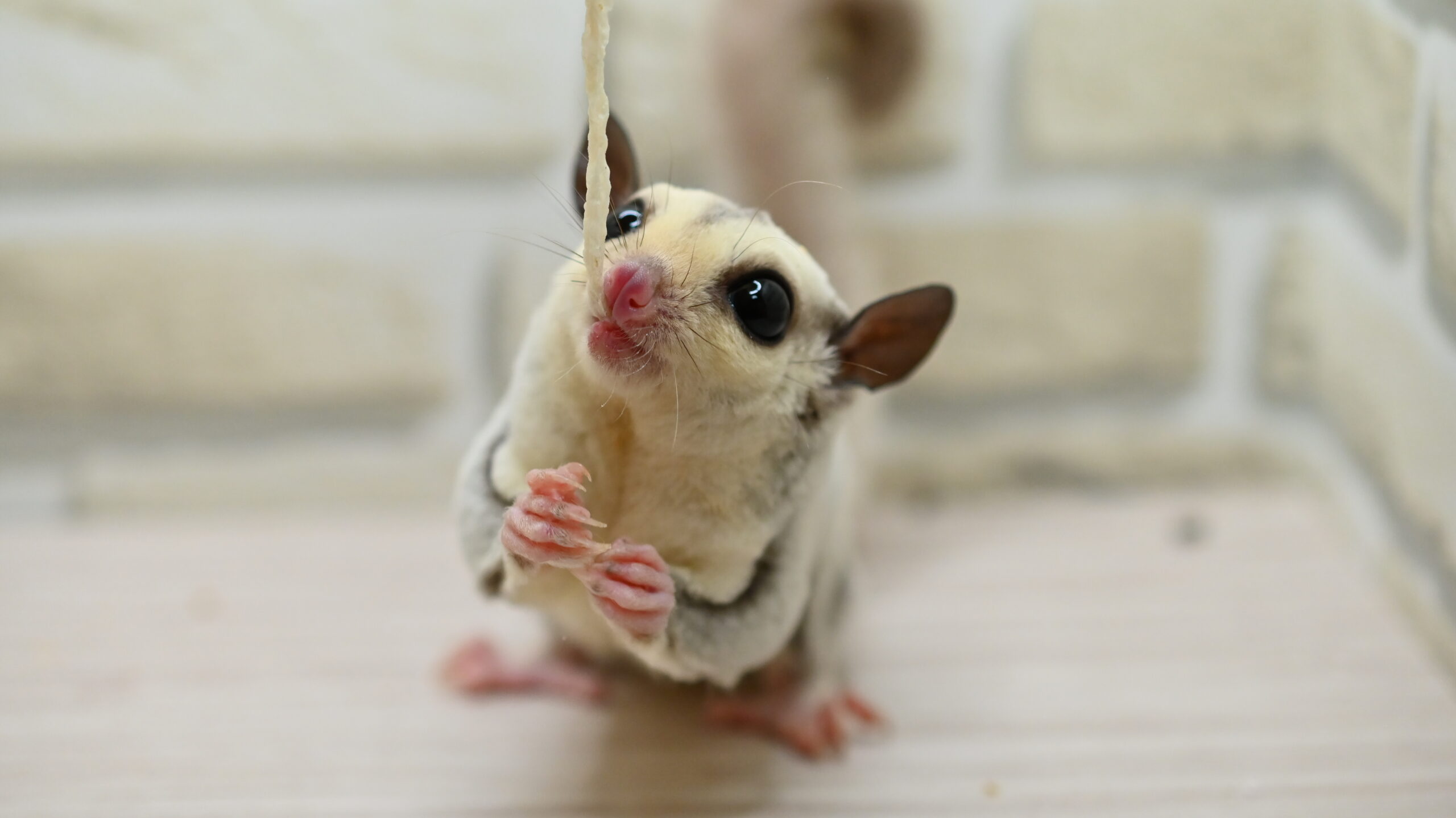 フクロモモンガ