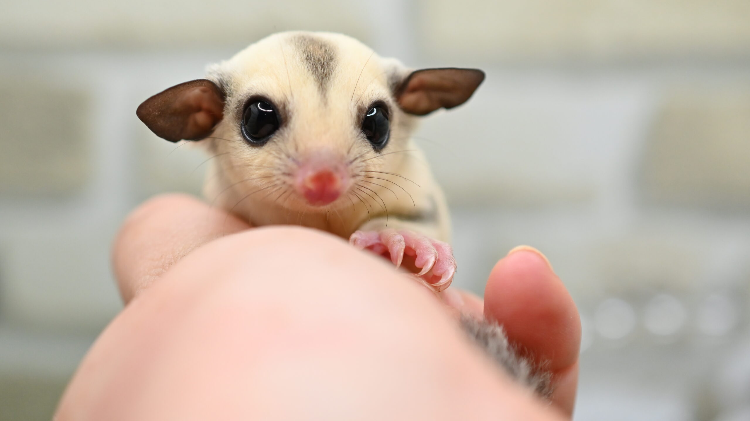 フクロモモンガ