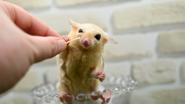 フクロモモンガ