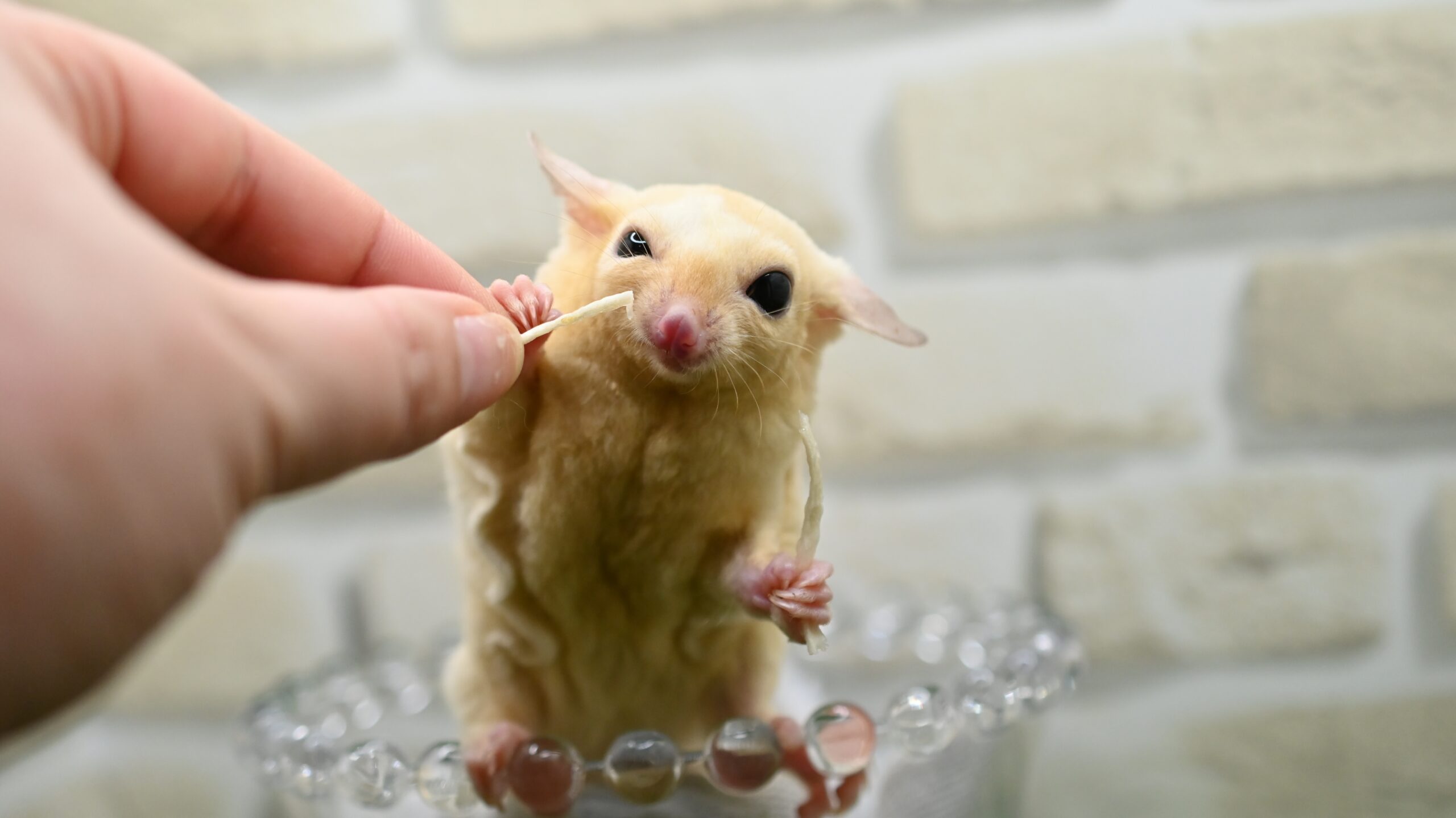 フクロモモンガ